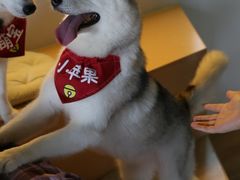 -Husky Go! 哈士奇体验馆·宠物咖啡厅狗咖
