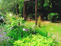 -上海共青森林公园