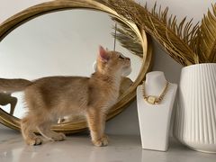 -lincat·猫舍(广州店)