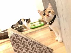 -猫的天空之城概念书店(束河店)
