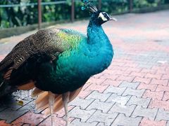 -吉隆坡雀鸟公园