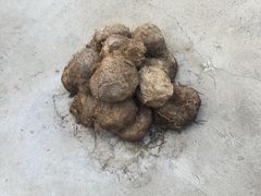 -大象粑粑造纸公园
