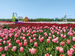 -荷兰花海