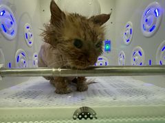 -爱洗澡的猫(望京店)