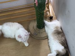 -1013 PET SHOP 宠物商店(近铁城市广场店)