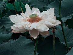 -荷塘月色湿地公园·向阳花洲