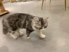 -飞行喵MR PILOT|猫舍·猫咖(静安大融城店)