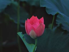 -渌洋湖湿地公园