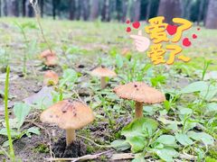 -古塔公园