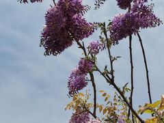 -嘉定紫藤园