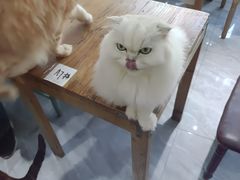 -猫小院猫主题餐厅(南锣旗舰店)