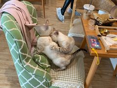 -猫小主咖啡·猫咖cat cafe(福田店)