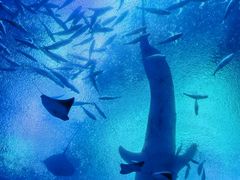 -珠海长隆海洋王国