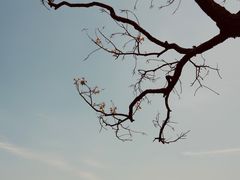 -西湖外事游船(花港观鱼码头)