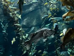 -瑞普利水族馆