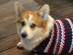 -肥朵食堂(带梦胡同店)