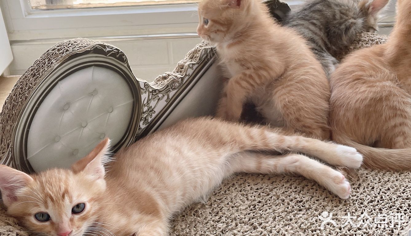 免费领养暹罗猫和橘猫串串小奶猫