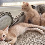 免费领养暹罗猫和橘猫串串小奶猫