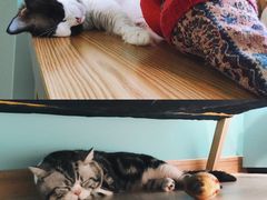 -猫在这儿猫咪咖啡馆·撸猫馆