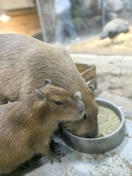 -Zoolung Zoolung动物主题公园(海信广场店)