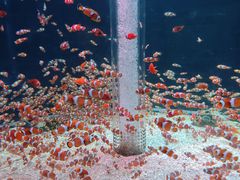 -海合安成都极地海洋公园