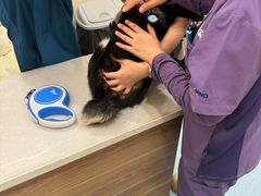-萌兽医馆·犬猫专科·眼科中心·宠物医院(朝阳门分院)