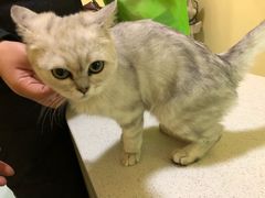 -瑞鹏宠物医院·爱宠堂·骨外专科(西荷分院)