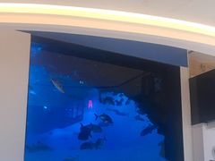 -迪拜水族馆及水下动物园