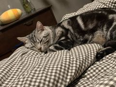 -瑞派天宁宠物医院·猫科·异宠中心