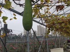 -菊园百果园