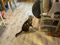 -海边的猫和咖啡馆