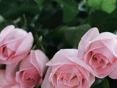 -三圣花乡旅游区