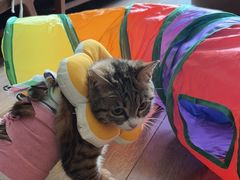 -北京赛佳动物医院