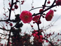 -秀丽东方