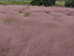 -西京湾花海