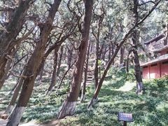 -七曲山风景区