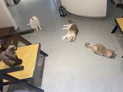-琪喵猫屋·撸猫猫咖·猫舍