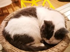 -Cappucimeow猫咪咖啡馆(韦伯时代店)