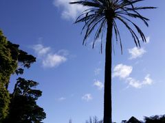 -墨尔本皇家植物园