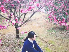 -香雪海