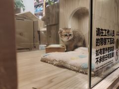 -屋虎猫馆(宝安大仟里店)