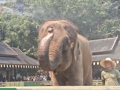 -野象谷景区