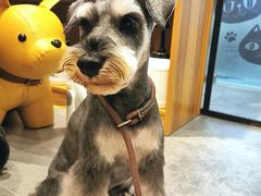 -小尾巴宠物店(万科·金域华庭店)