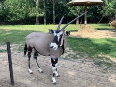 -大连森林动物园