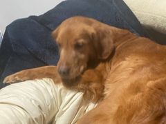 -爱侣宠医·鹦鹉专科·小型哺乳类·异宠专科(灵石路店)