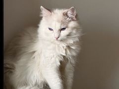 -Bastet sally猫舍购宠(静安店)