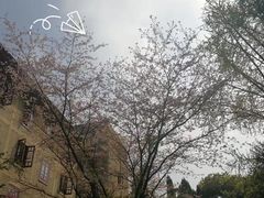 -武汉大学-樱园