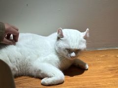 -有猫主题·治愈系猫咖(曾厝垵店)