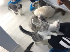 -喵的天空名猫咖啡馆·撸猫·猫舍·用品