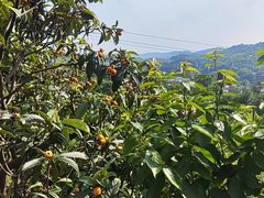 -桃源山庄·水蜜桃采摘·柴火鸡·烧烤团建(龙泉山店)